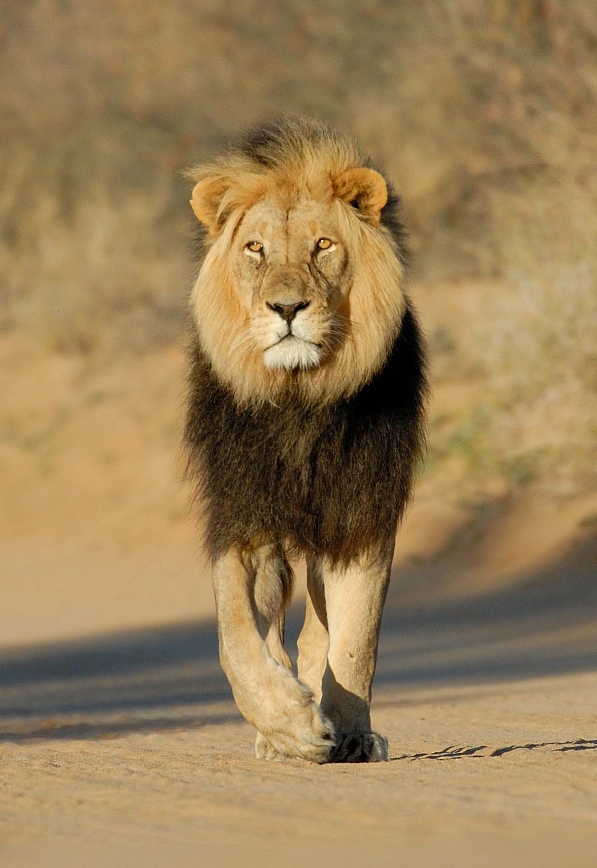 Experiences on a Luxury Safari South Africa